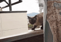 7c4729_25file-3-.gif