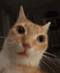 9fad29_25InShot-20250529-122041859.gif
