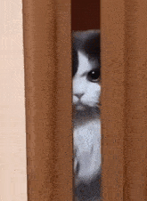 e12f31_2665703f2933970.gif