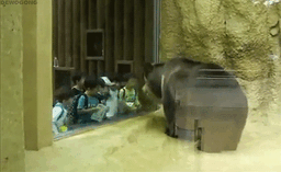 ff8029_25file-7-.gif